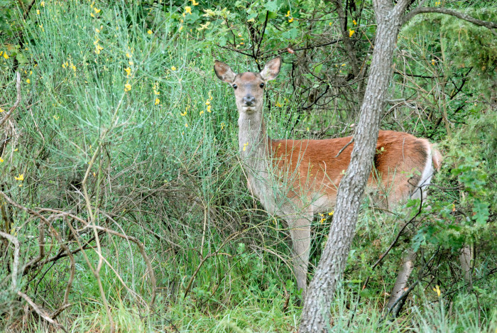 PASSIONE PER IL CERVO